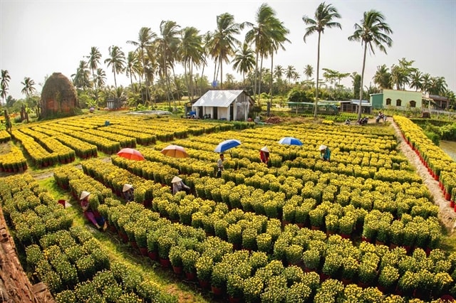 Mekong Delta all set for brand new flower, ornamental plants festival 
