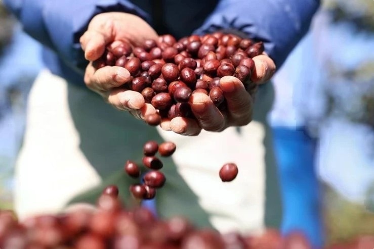 Global coffee production to surge on Vietnam, Indonesia’s rebounding output