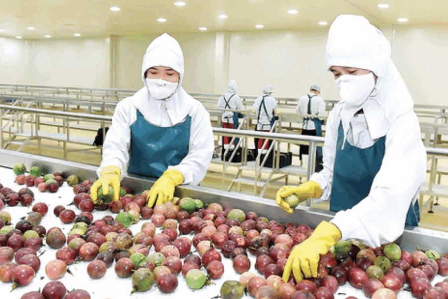 Additional Vietnamese fruits given green-light to enter US and Australia