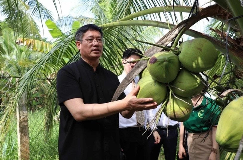 Chinese enterprises survey coconut raw material areas in Tra Vinh