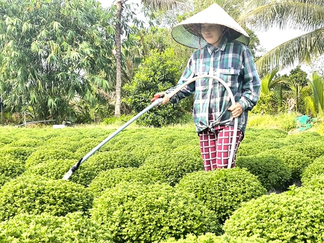 Mekong Delta’s largest flower-growing district gears up for Tết